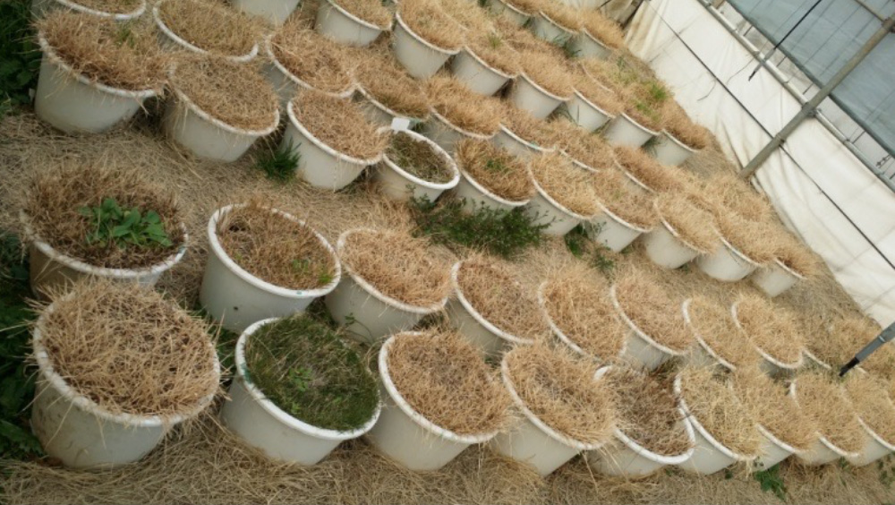 녹기연장 잔디 품종 개발