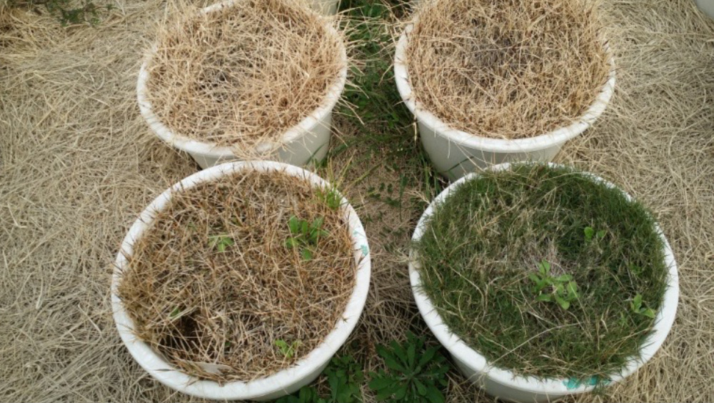 녹기연장 잔디 품종 개발