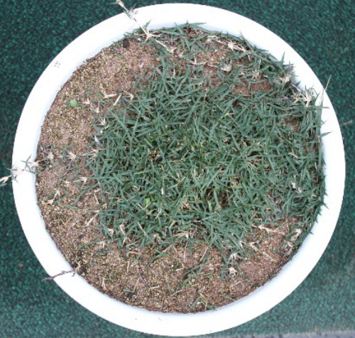 질감이 부드러운 잔디 품종 개발