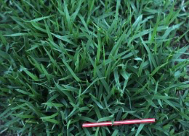 질감이 부드러운 잔디 품종 개발