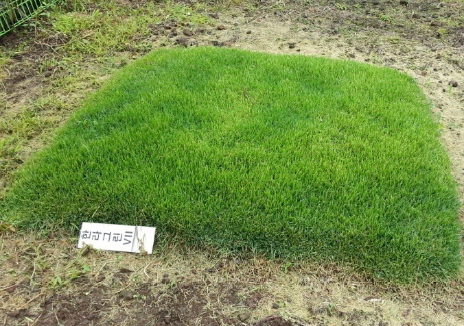 질감이 부드러운 잔디 품종 개발