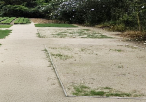 벤트그라스 품종