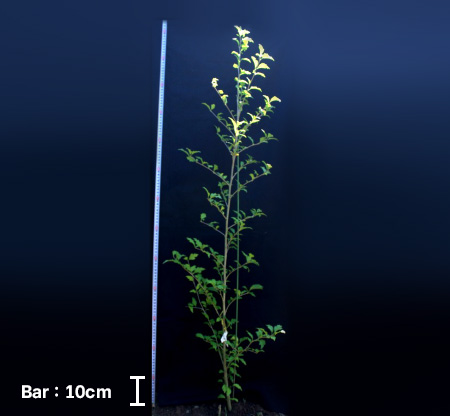 가로수형 무궁화